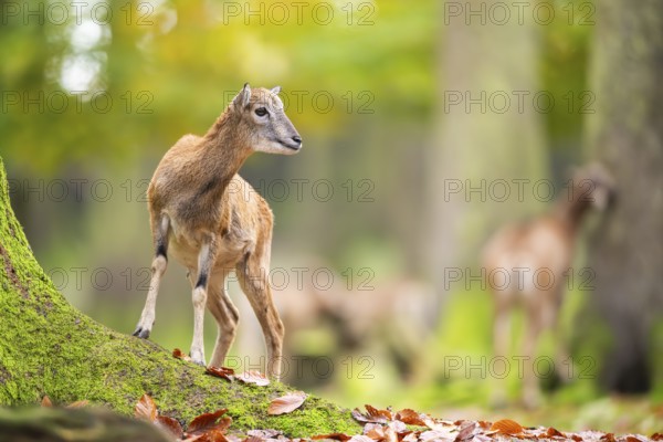 European mouflon (Ovis aries musimon) sheep (female) standing in a forest in autumn, Bavaria,