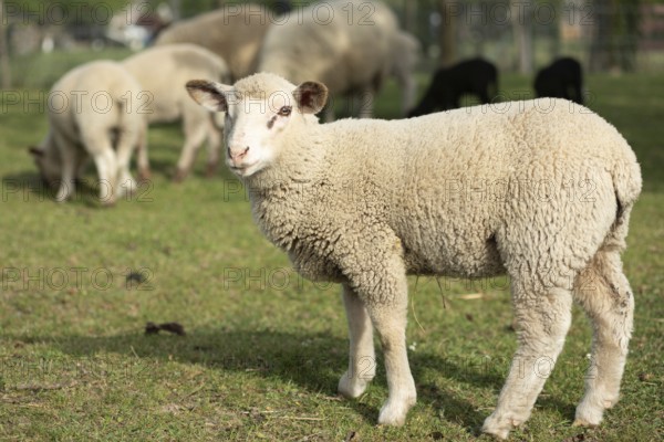 Een schattig lam staat in een groene weide tussen volwassen schapen. Het is a zonnige dag in het