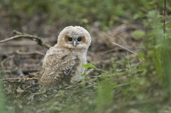 Ground landing... Tawny owl (Strix aluco), young owl, branchling, tawny owl branchling has jumped
