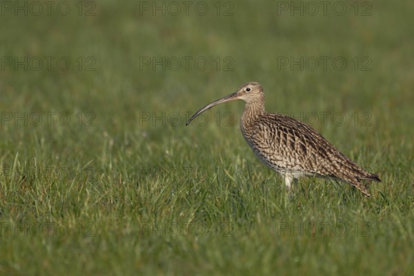 Conspicuous meadow limicole, wading bird... Eurasian curlew (Numenius arquata) in a wet meadow,