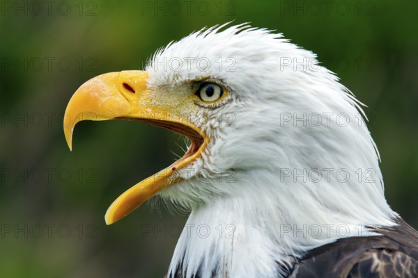 Bald eagle, Haliaeetus leucocephalus, Eagle perched and crying, Beak wide open, Portrait, Profil,