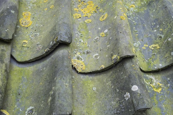 Old, weathered roof tiles with lichen, texture, background, Münsterland, North Rhine-Westphalia,