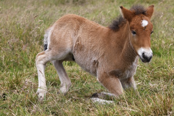 Young Icelandic stallion (Equus islandicus), foal kneeling in a meadow, colt, male, animal child,