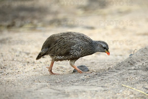 Natal Francolin (Pternistis natalensis), adult, foraging, on the ground, Kruger, Kruger National