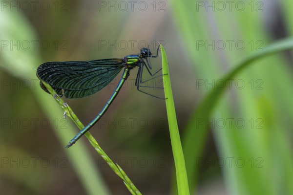 Beautiful demoiselle (Calopteryx virgo) male damselfly clinging to leaf of water plant along stream