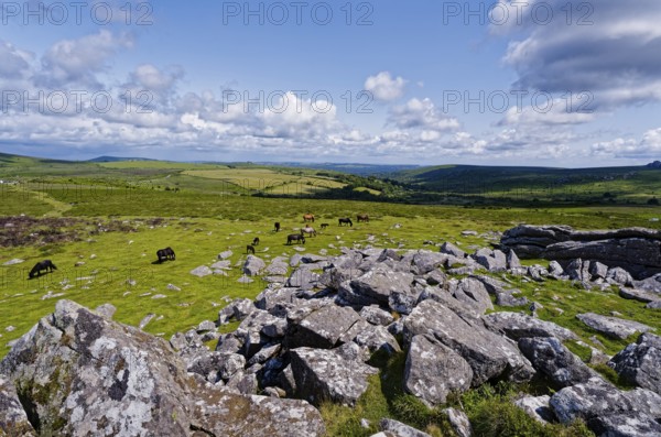 Horses in the grassland around the Top Tor rock hill in Dartmoor National Park in the British