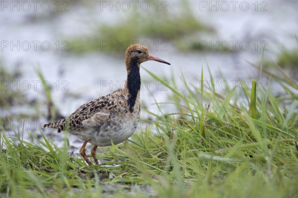 Ready to go... Ruff (Philomachus pugnax), adult male in moult into breeding plumage, breeding