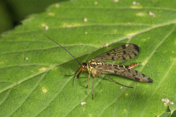 A female scorpion fly (Panorpa communis) with patterned wings on a green leaf, Baden-Württemberg,