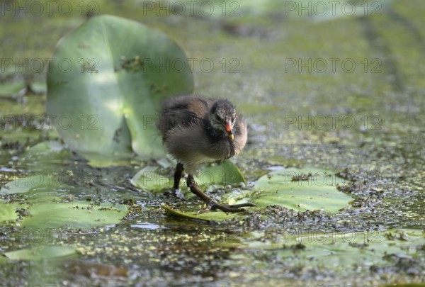 Green-footed moorhen (Gallinula chloropus), chick running over water plants, Lower Rhine, North