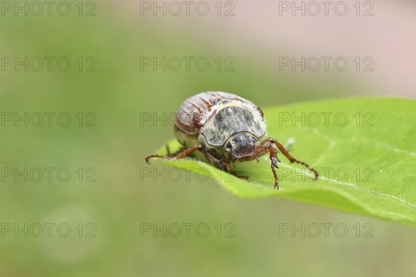 May beetle, wood cockchafer (Melolontha hippocastani), female, on a leaf, close-up, Wilnsdorf,