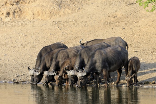 Cape buffalo (Syncerus caffer), adult, young animal, drinking, water, herd, Kruger, Kruger National