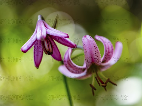Turk's cap lily (Lilium martagon), Jenner, Berchtesgaden National Park, Schönau am Königssee,