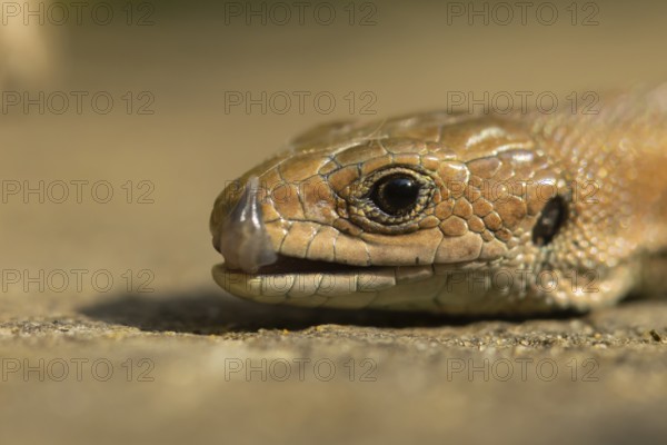 Common lizard (Zootoca vivipara) adult reptile licking its lips on a wooden sleeper, England,