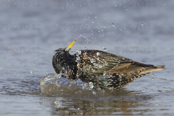 European starling (Sturnus vulgaris) adult bird bathing in a puddle, England, United Kingdom
