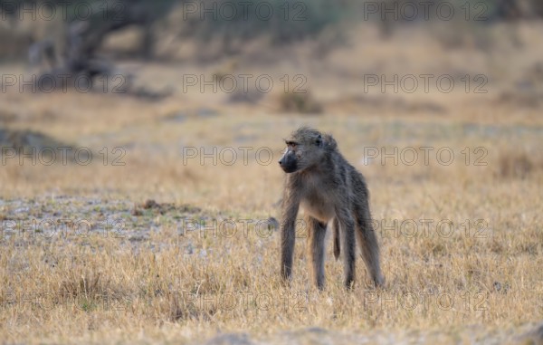 Bear baboon (Papio ursinus) in dry meadow, Third Bridge, Okavango Delta, Moremi Game Reserve,
