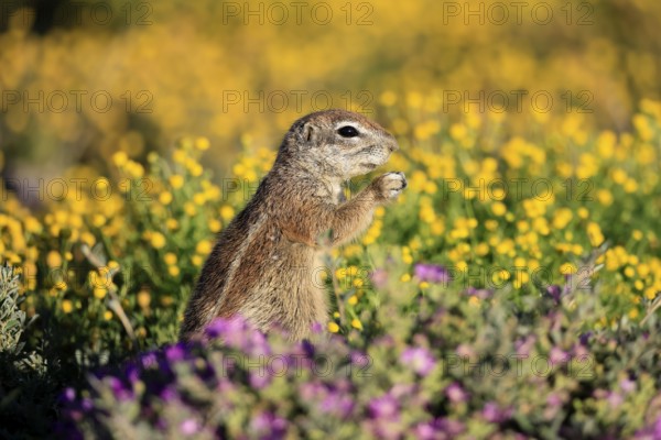 Cape bristle-thighed squirrel (Xerus inauris), adult, standing upright, feeding, flower meadow,