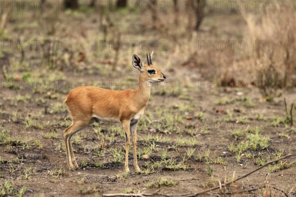 Steenbok (Raphicerus campestris), adult, male, foraging, vigilant, dwarf antelope, Kruger, Kruger