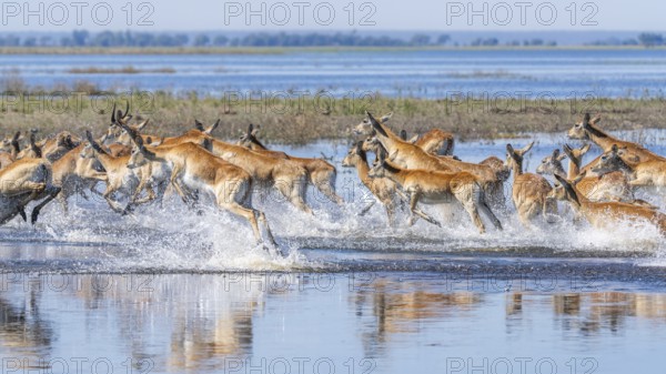 Red Lechwe herd, Kobus leche, running for crossing the Chobe river. Wild antelopes in natural
