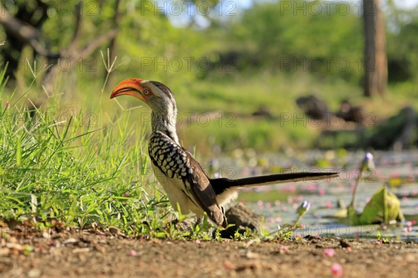Southern Yellow-billed Hornbill (Tockus leucomelas), Red-ringed Hornbill, adult, on ground, alert,