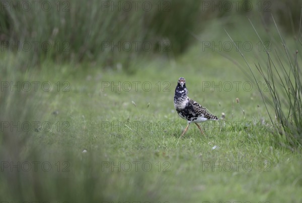 Ruff (Philomachus pugnax) in a meadow, Texel, North Holland, Netherlands