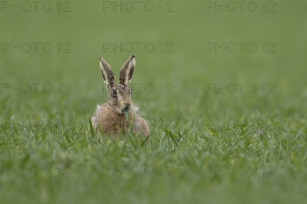 European brown hare (Lepus europaeus) adult animal feeding in a farmland cereal field in