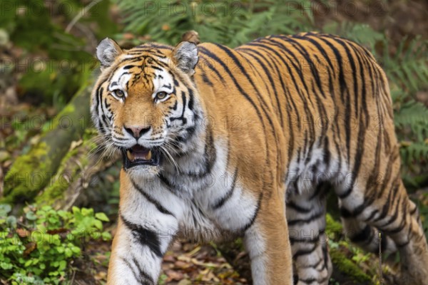 Siberian tiger or Amur tiger (Panthera tigris altaica) walking on the ground in autumn, captive,