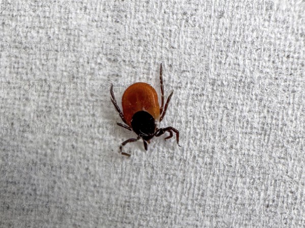 Extreme close-up of Castor Bean Tick (Ixodes ricinus) female shield tick after tick bite with