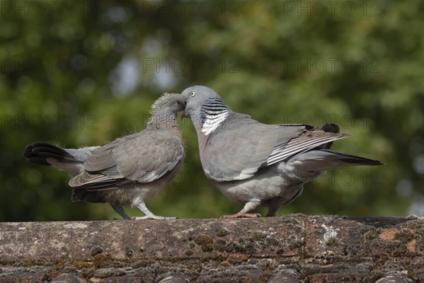 Wood pigeon (Columba palumbus) two birds with a juvenile squab bird being fed by an adult parent
