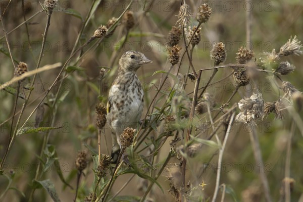 European goldfinch (Carduelis carduelis) juvenile bird on a Knapweed seed head, England, United