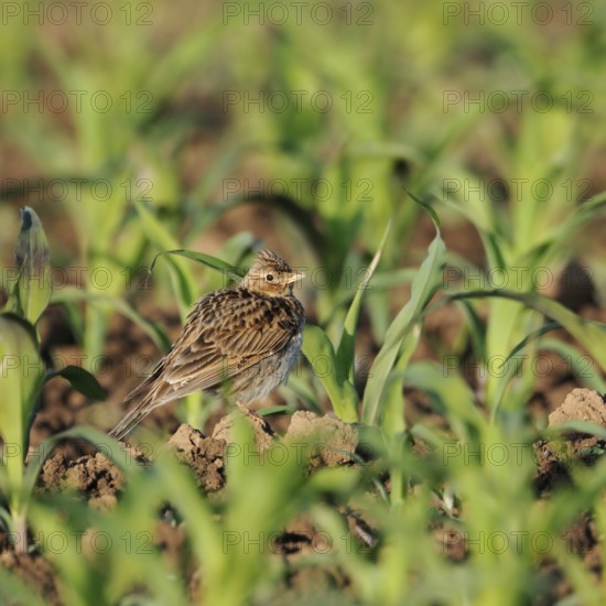 In young maize... Skylark (Alauda arvensis), well-known native songbird, typical character bird of