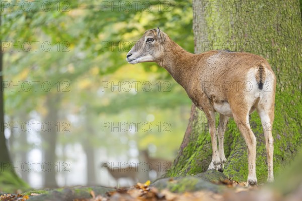 European mouflon (Ovis aries musimon) sheep (female) standing in a forest in autumn, Bavaria,