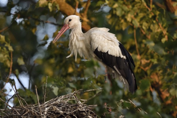High up in the poplars... White stork (Ciconia ciconia) on its nest in the trees, young adult bird