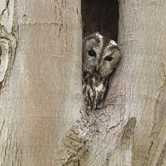 Who's looking... Tawny owl (Strix aluco), native, generally known owl looks out of its natural