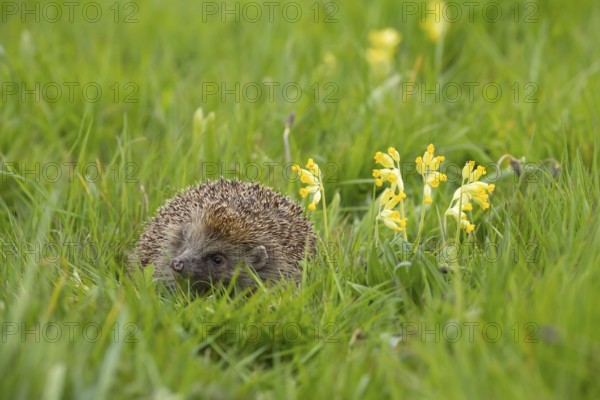 European hedgehog (Erinaceus europaeus) adult animal in a spring meadow with a flowering Cowslip,