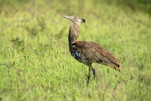 Kori Bustard (Ardeotis kori), Kori Bustard, adult, foraging, alert, Kruger, Kruger National Park,