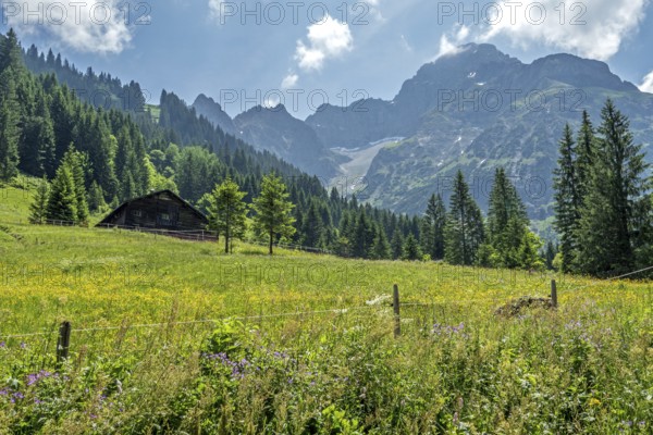 Meadow in bloom with Äußere Widderstein Alpe, behind Großer Widderstein, Bärgunttal, near Baad,