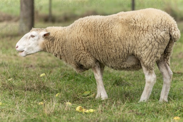Het schaap staat op groen gras met gevallen appels. The roof is beige and white, with a white kale