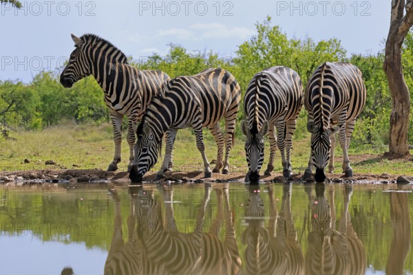 Burchell's zebra (Equus quagga burchelli), Burchell's zebra, adult, group, at water, waterhole,