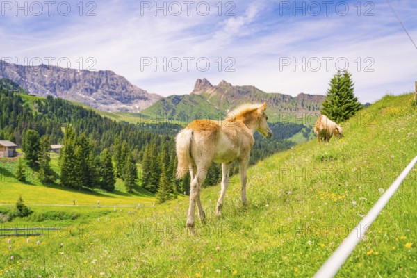 Foal grazing on a green meadow in front of picturesque mountains under a blue sky, hike to the