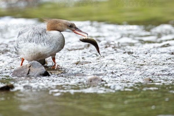Common merganser (mergus merganser), Female catching a fish, La Mauricie national park. Province of