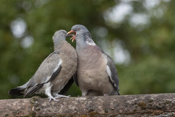 Wood pigeon (Columba palumbus) two birds with a juvenile squab bird being fed by an adult parent