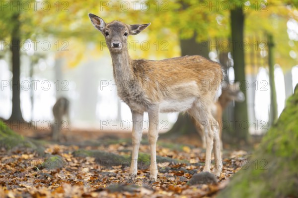 European fallow deer (dama dama) fawn standing in a forest on a foggy day in autumn, Bavaria,
