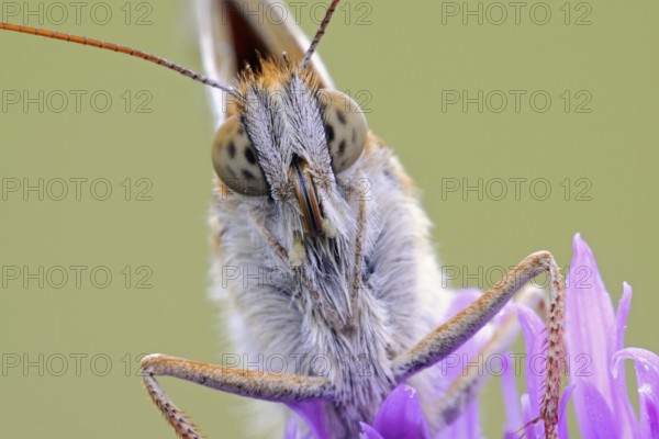 Dark Green Fritillary (Argynnis aglaja), detailed close-up, feeding, nibbling on the nectar of a
