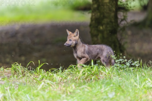 A gray wolf pup (Canis lupus lupus) stands on a small hill at the edge of the forest and observes