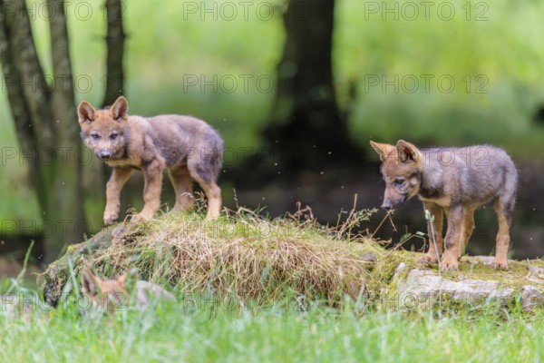Four gray wolf pups (Canis lupus lupus) stand on, or next to a rock on a small hill at the edge of