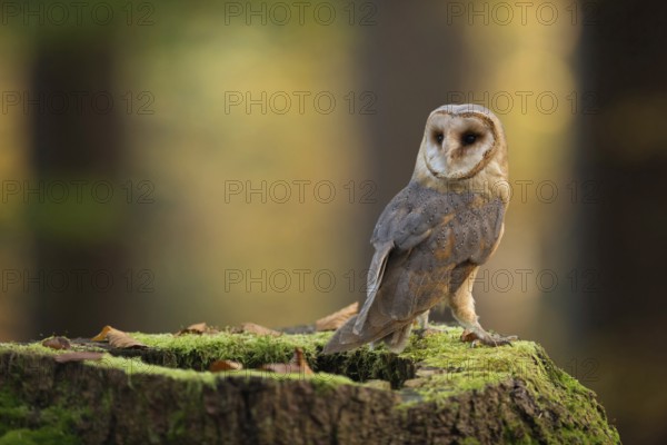 Beautiful... Barn owl (Tyto alba), one of the most beautiful and best known owls native to Europe,