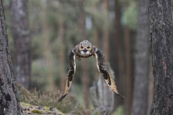 Flying through the forest... Bengal Eagle Owl (Bubo bengalensis), also known as Indian Eagle Owl in