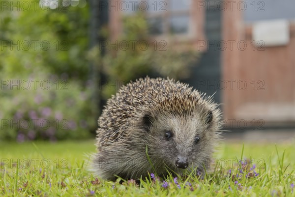 European hedgehog (Erinaceus europaeus) adult animal on an urban garden grass lawn with a wooden