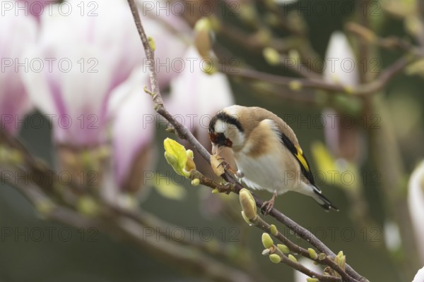 European goldfinch (Carduelis carduelis) adult bird feeding on a garden Magnolia tree in spring,