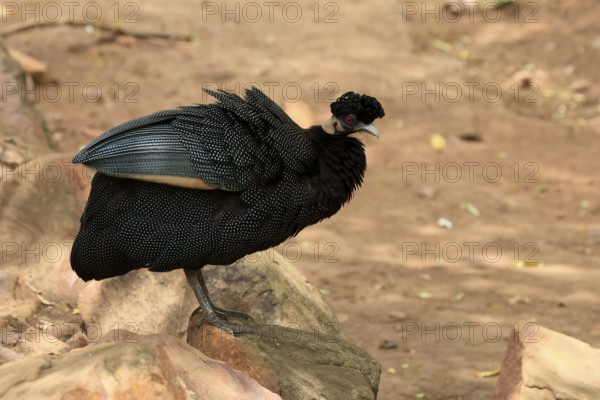 Ruffed Guinea Fowl (Guttera pucherani), adult, on the ground, alert, foraging, Kruger, Kruger